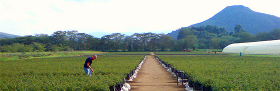 Natal Briar productieveld in Kenia
